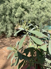 Salvadora australis