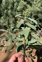 Salvadora australis