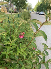 Weigela floribunda