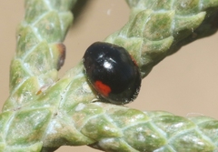 Hyperaspis significans