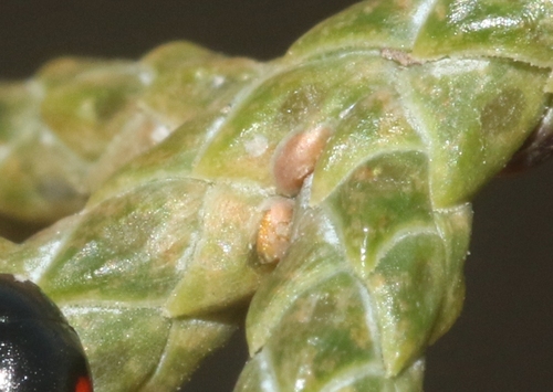 Cypress Scale Insect