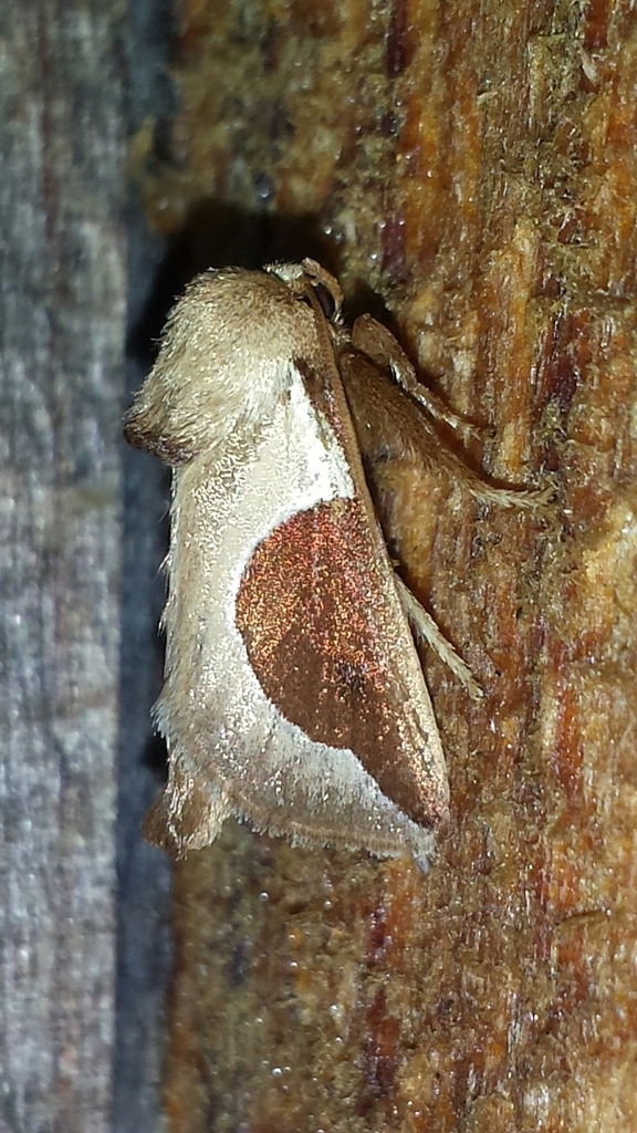 Skiff Moth