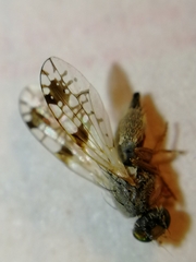 Tephritis angustipennis