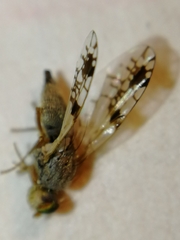 Tephritis angustipennis