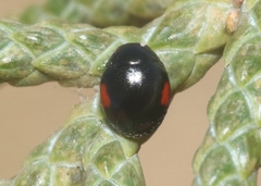 Hyperaspis significans