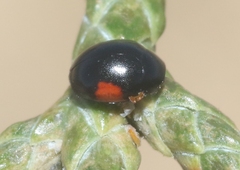 Hyperaspis significans