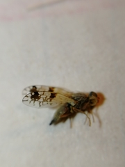 Tephritis angustipennis