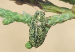 Glyptoscelimorpha viridis