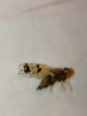 Tephritis angustipennis