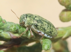 Glyptoscelimorpha viridis