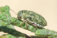 Glyptoscelimorpha viridis