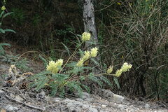 Astragalus ponticus
