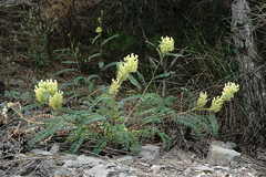 Astragalus ponticus
