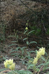 Astragalus ponticus