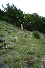 Melilotus neapolitanus