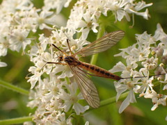 Nephrotoma submaculosa