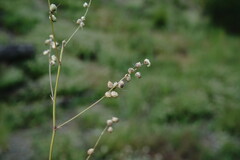Melilotus neapolitanus