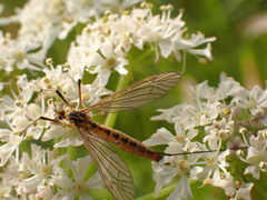 Nephrotoma submaculosa