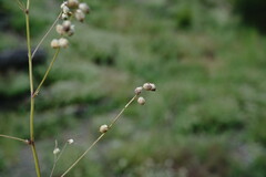 Melilotus neapolitanus