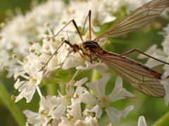 Nephrotoma submaculosa