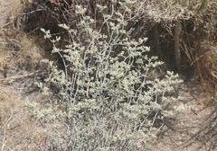 Eriogonum plumatella