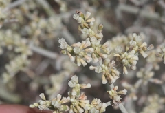 Eriogonum plumatella