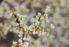 Eriogonum plumatella