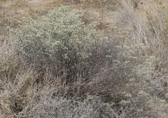 Eriogonum plumatella