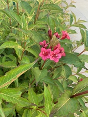Weigela floribunda