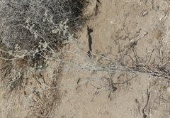 Eriogonum plumatella