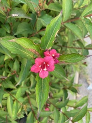 Weigela floribunda