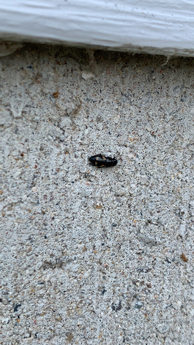 Four-spotted Sap Beetle photo 5