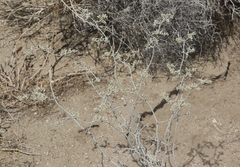 Eriogonum plumatella