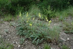 Astragalus ponticus
