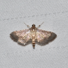 Cnaphalocrocis trebiusalis