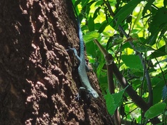 Dalmatolacerta oxycephala