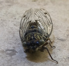Cicada orni