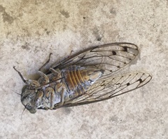 Cicada orni