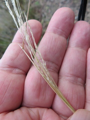 Agrostis venusta
