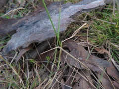 Agrostis venusta