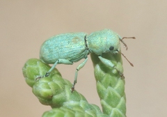 Pandeleteinus submetallicus