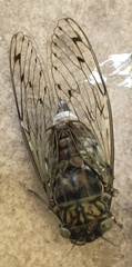 Cicada orni