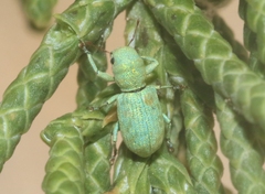 Pandeleteinus submetallicus