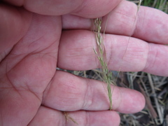 Agrostis venusta