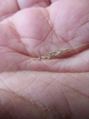 Agrostis venusta