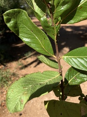 Crossopteryx febrifuga