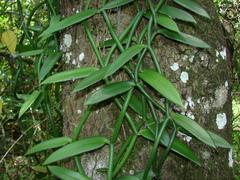 Vanilla phaeantha