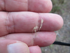 Agrostis venusta