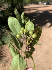 Crossopteryx febrifuga