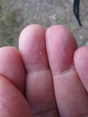 Agrostis venusta